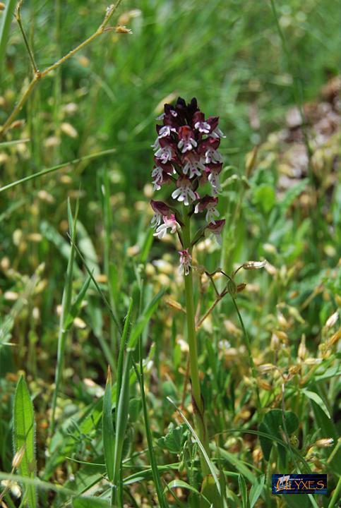 orchis ustulata.JPG